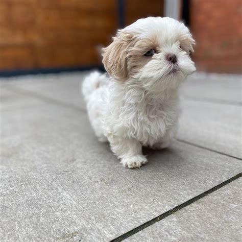 local shih tzu breeders|More.